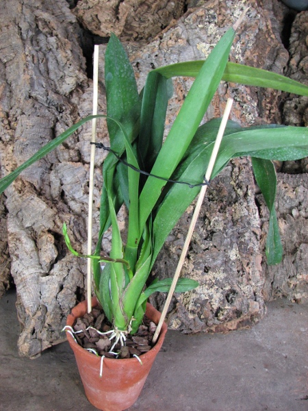 Aliceara Pacific Nova 'Butter Buds'.JPG