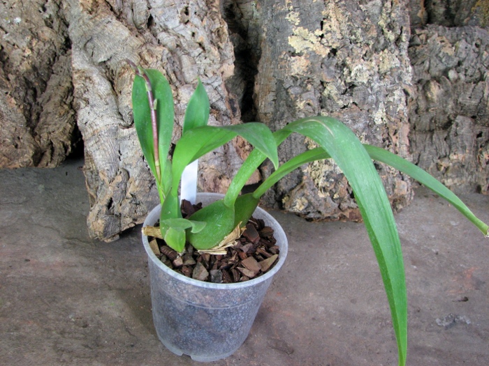 Vuylstekeara Yokara 'Perfection' x Oncidium leucochillum.JPG