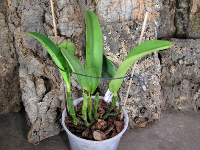 Laeliocattleya Imperial Wings 'Noble' (Laelia pumila x Laeliocattleya Stephen-Zuiho).JPG