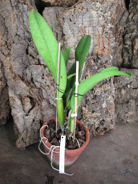 Brassolaeliocattleya Chinese Beauty 'Fire Phoenix'.JPG