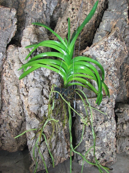 Ascocenda Oriental Lunar Beach x Vanda Chaiya.JPG