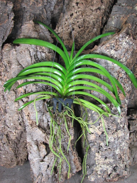 Ascocenda Somsri Gold.JPG