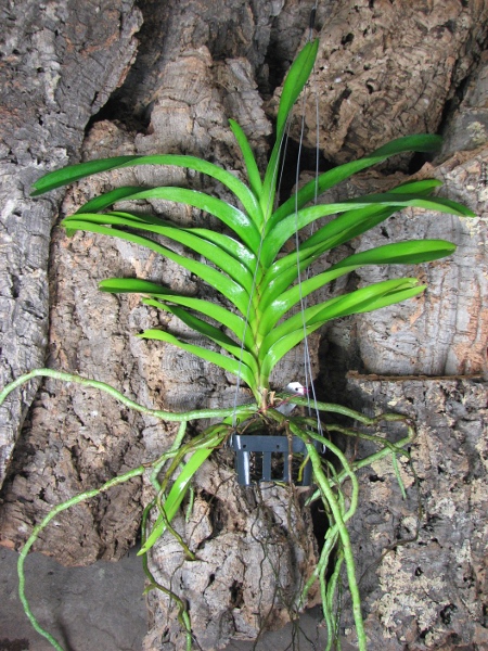 Ascocenda Tubtim Velvet x Vanda Charles Goodfellow.JPG