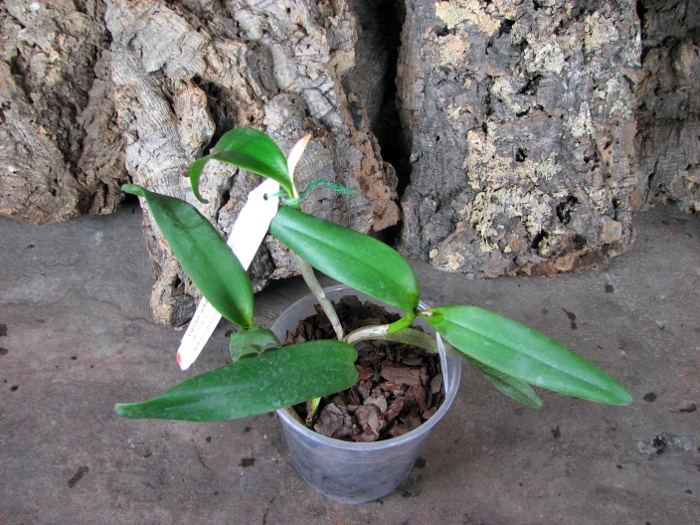 Sophrocattleya June Bug 'Venice Sunshine'.JPG