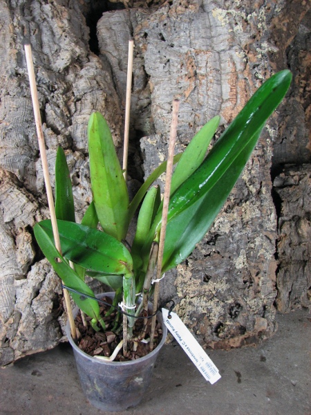 Laelia tenebrosa x Cattleya Penny Kuroda 'spots'.JPG