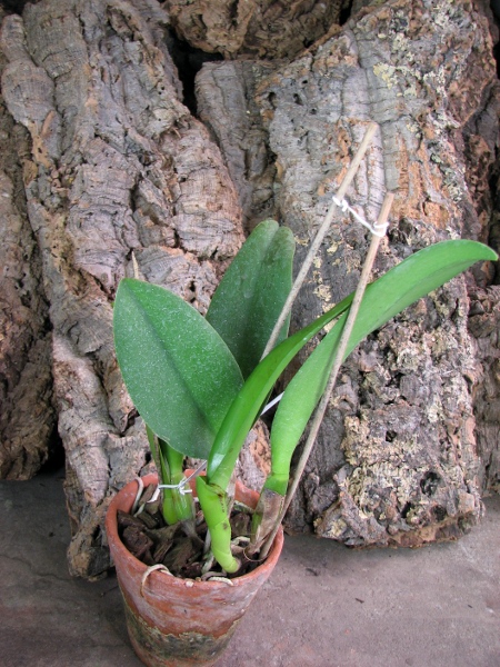 Potinara Spanish Eyes 'Tian Mu' (Apricot Flare x Memoria Wang Tzu-Chang).JPG