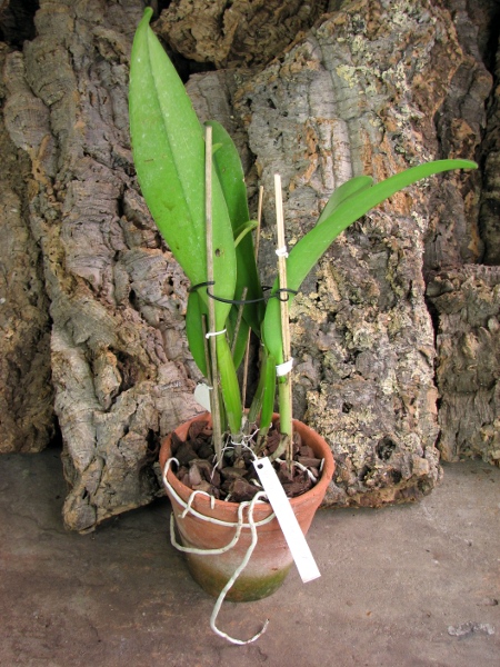 Brassolaeliocattleya Chinese Beauty 'Fire Phoenix'.JPG