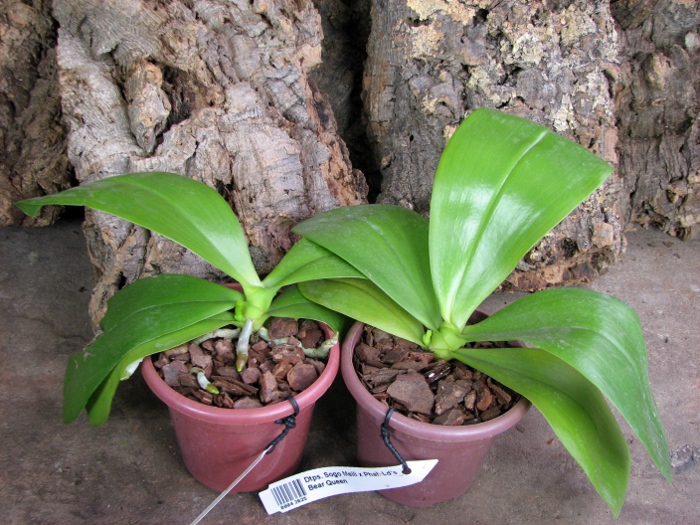 Doritaenopsis Sogo Meili x Phalaenopsis Ld's Bear Queen.JPG