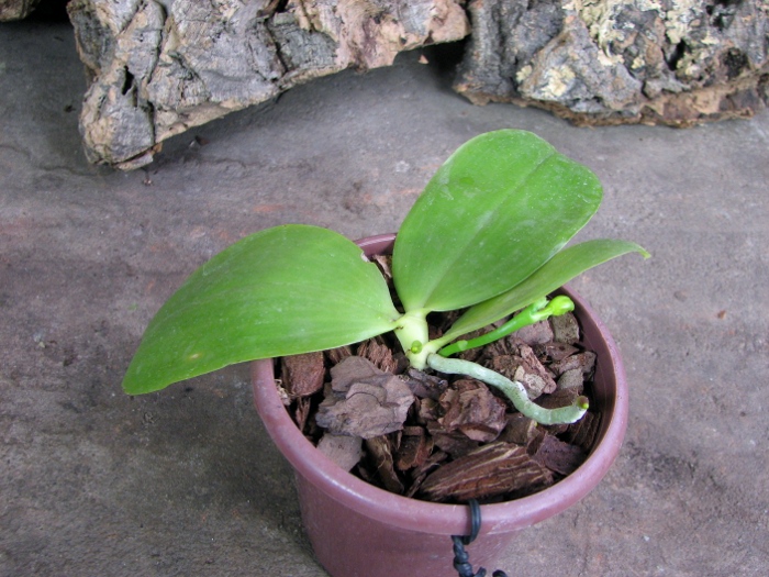 Phalaenopsis amboinensis x Phalaenopsis Penang Girl.JPG