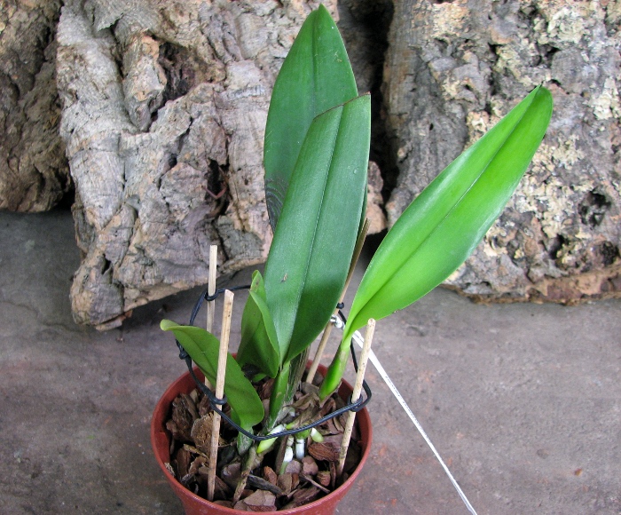 Rhynchosophrocattleya Mormilani Jewel 'Chunfong'.JPG