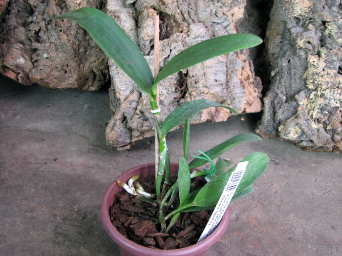 Cattleya Little Seagull.JPG