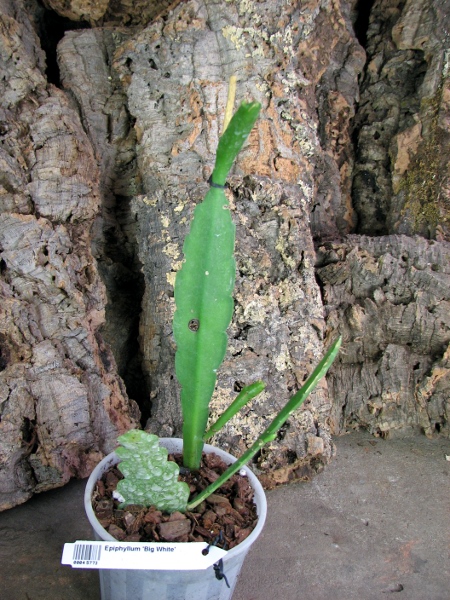 Epiphyllum 'Big White'.JPG
