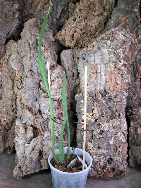 Epiphyllum Violet White.JPG