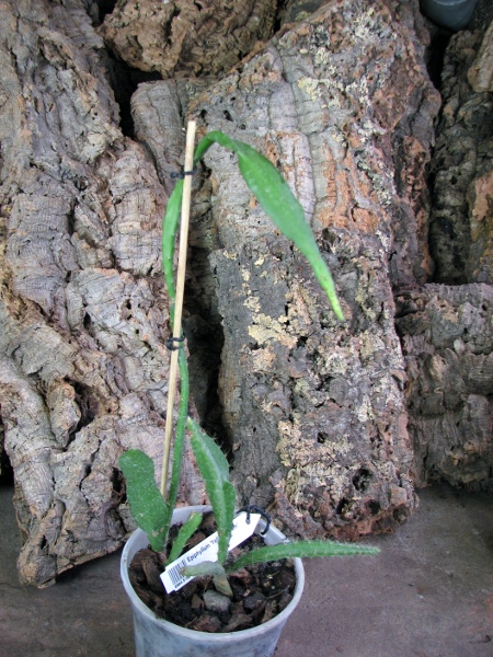 Epiphyllum 'Yellow Cream'.JPG