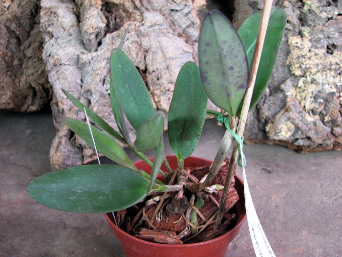 Cattleya schilleriana x Cattleya Peckhaviensis.JPG