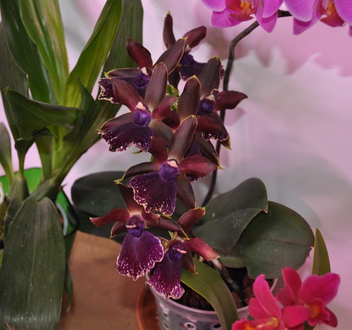 DSC_5113для форума.jpg