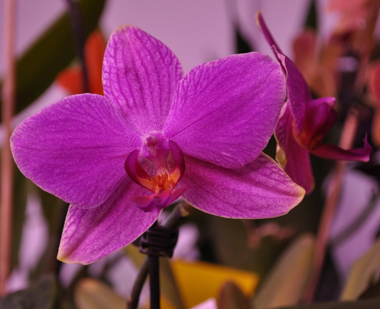 DSC_5165для форума..jpg