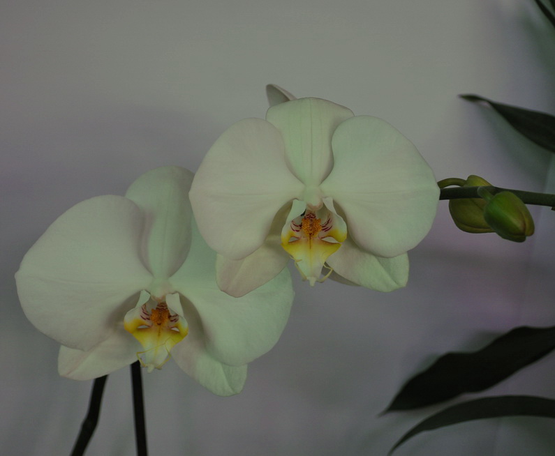 DSC_5182для форума-1.jpg