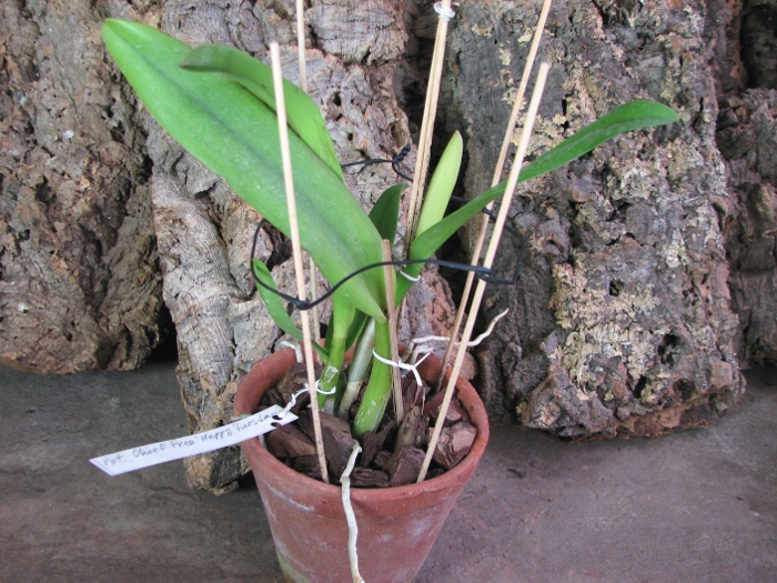 Potinara Chief Free 'Happy Tuesday'.JPG