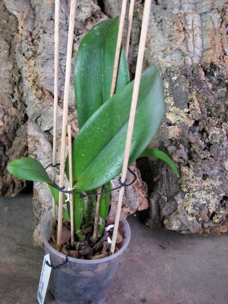 Brassolaeliocattleya Chia Lin 'New City' (Oconee x Maitland).JPG