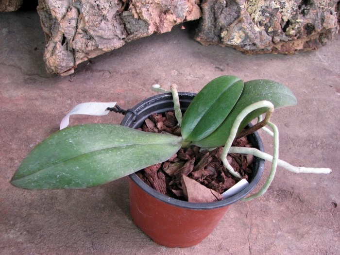 Phalaenopsis Sogo Lawrence x (Phalaenopsis Sogo Lawrence x Phalaenopsis Yungho Princess Gelb).JPG