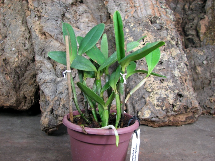 Cattleya (Valentine coerulea x intermedia coerulea aquinii).JPG