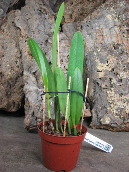Cattleya eldorado concolor punctata 'Bela' x SELF.JPG