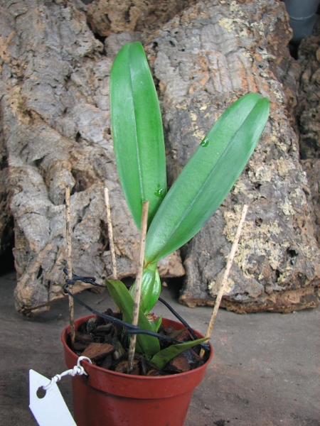 Brassolaeliocattleya Mother 'Aunt Yow'.JPG