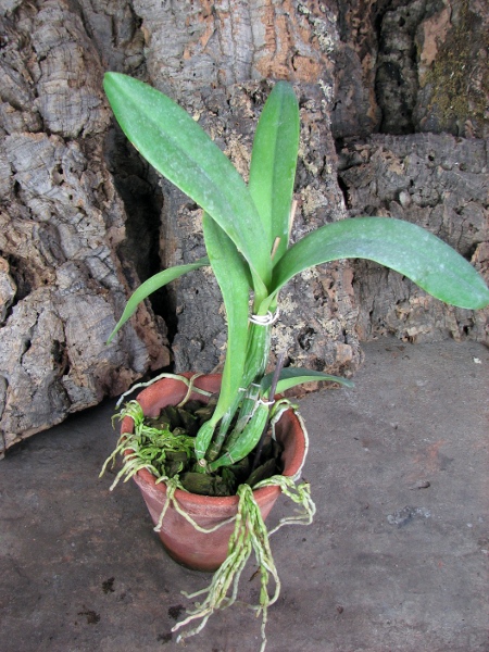Laeliocattleya Azul Madoka 'Hsinying Blue Star'.JPG