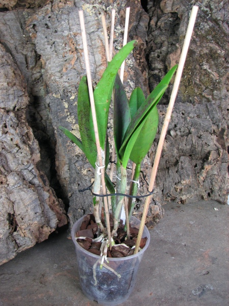 (Cattleya Pink Jaguar x Brassavola digbyana) 'ORCHIS'.JPG