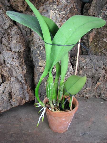 Laeliocattleya Coastal Concept 'Tokyo' (L.anceps x C. Stephen Oliver Fourak).JPG