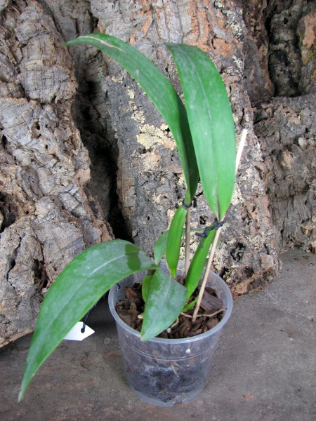 Prosthechea fragrans.JPG