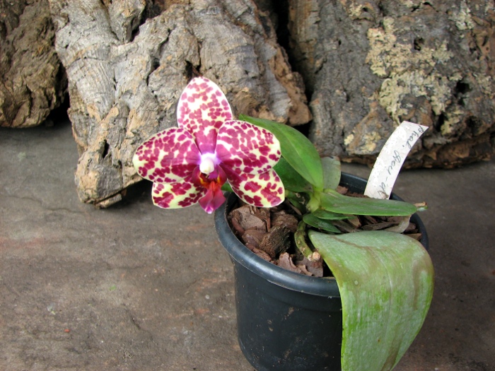 Phalaenopsis Dou-dii Rose.JPG