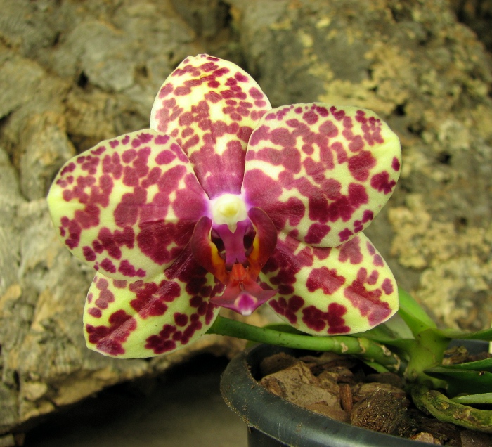 Phalaenopsis Dou-dii Rose.JPG