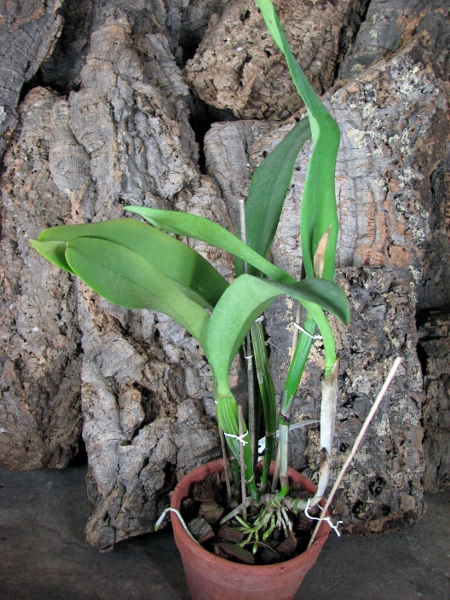 Brassolaeliocattleya Taiwan Queen 'Golden Monkey'.JPG