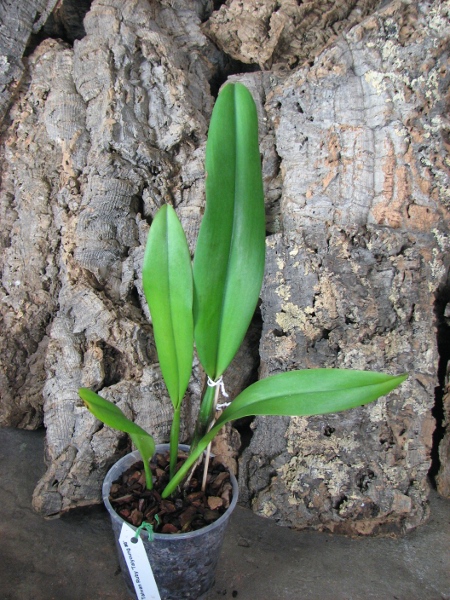 Brassolaeliocattleya Taiwan Ruby 'Taiyoung #6'.JPG