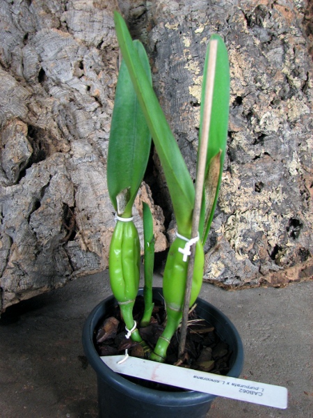Laelia purpurata x Laelia sincorana.JPG
