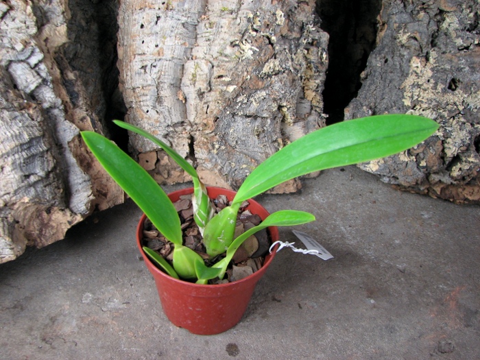 Laelia anceps lineatha x Laelia anceps pelorica 'Roeblingiana'.JPG