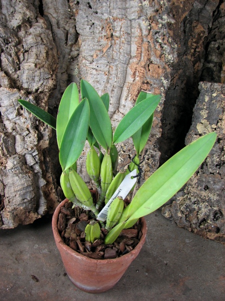Laelia anceps Dawsonii f. Chiapensis.JPG