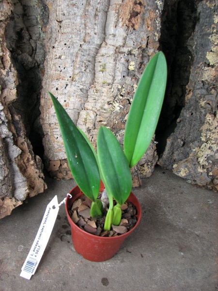 Laelia anceps coerulea 'Veitchiana' x SELF.JPG