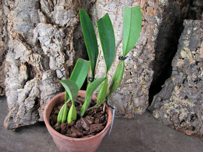 Laelia anceps.JPG