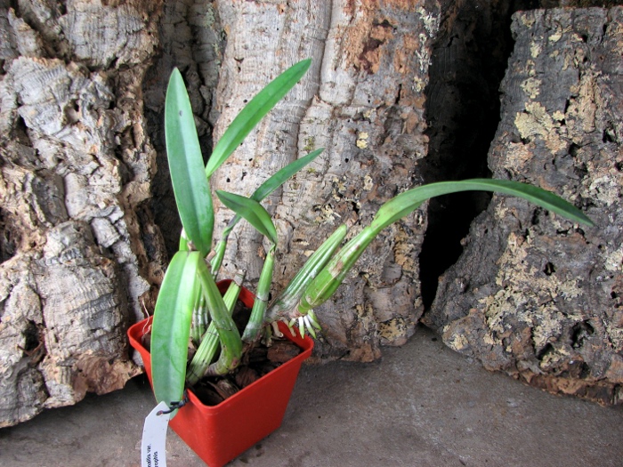 Laelia autumnallis var. xanthotrophis.JPG