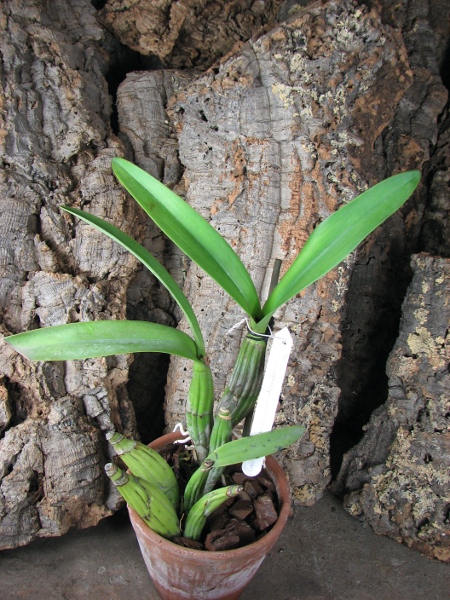 Laelia autumnalis var. atrorubens.JPG