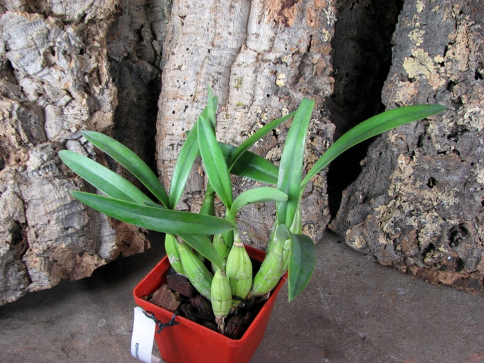 Laelia autumnallis.JPG
