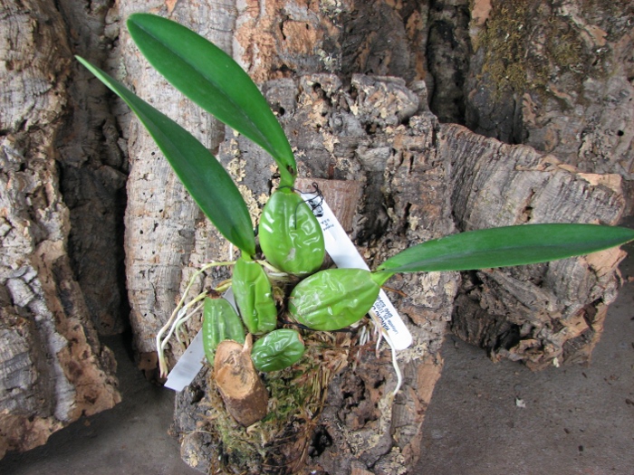 Laelia rubescens.JPG