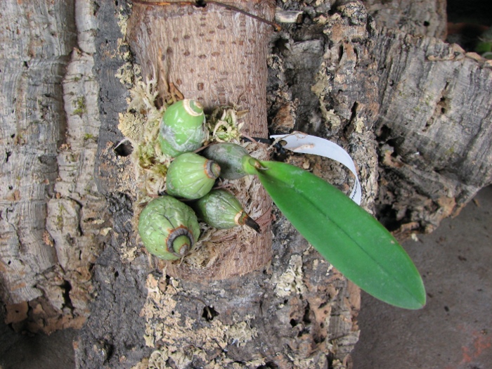 Laelia majale (sin. speciosa).JPG
