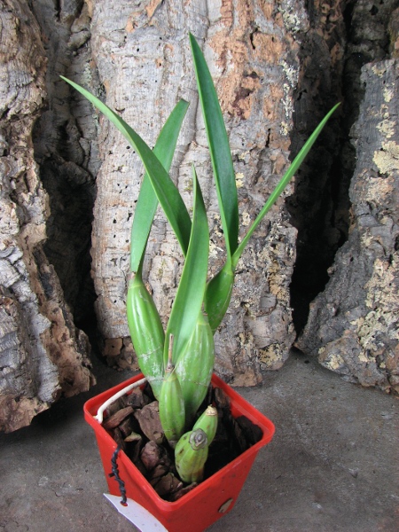 Laelia gouldiana.JPG