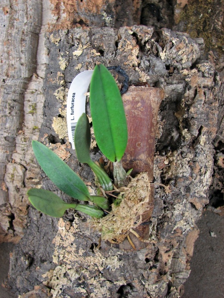 Laelia furfuracea.JPG