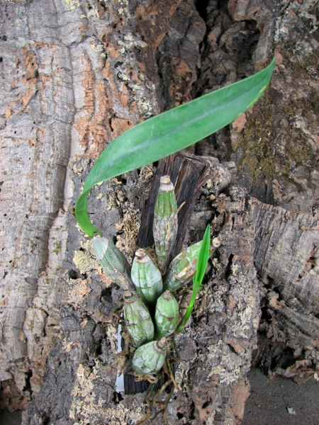 Laelia albida.JPG