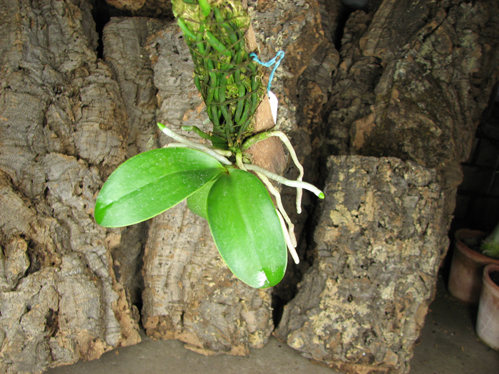 Phalaenopsis pulchra.jpg
